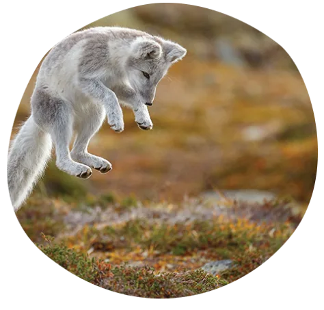An arctic fox with a white and gray coat is captured mid-air, leaping above grassy, autumn-colored ground, possibly hunting or playing.