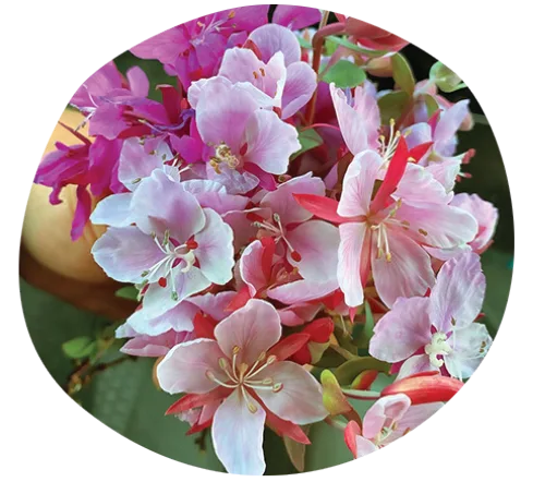 A close-up of a bouquet featuring light pink and magenta flowers with delicate petals and yellow stamens, against a blurred green background.